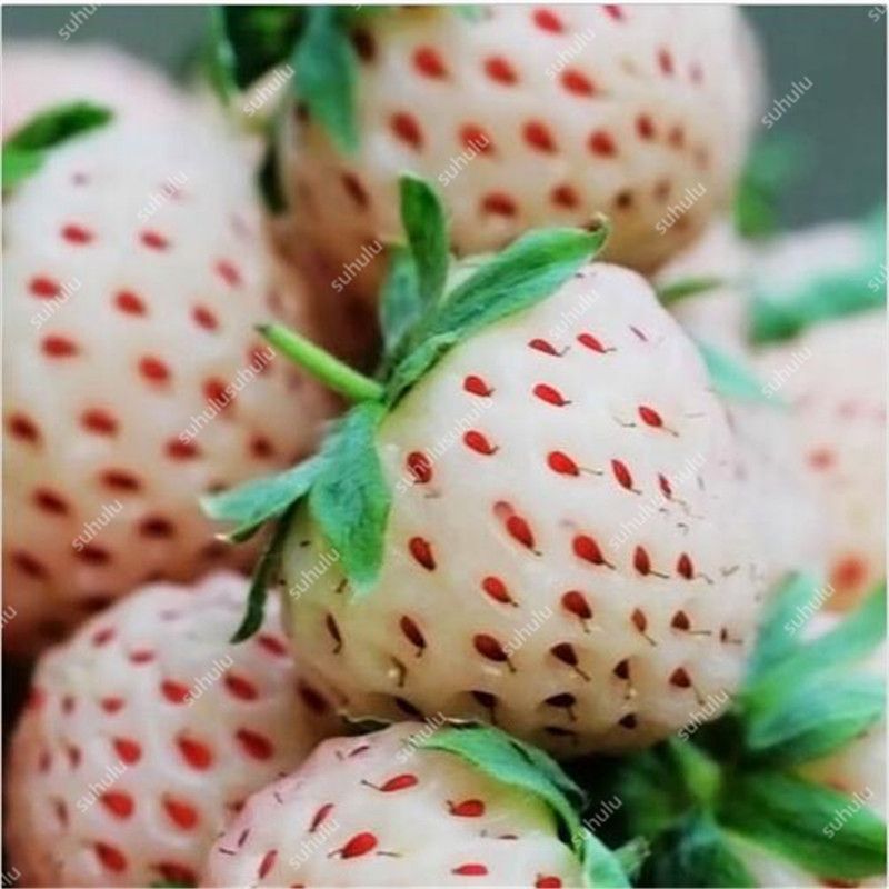 Где Купить Белую Клубнику