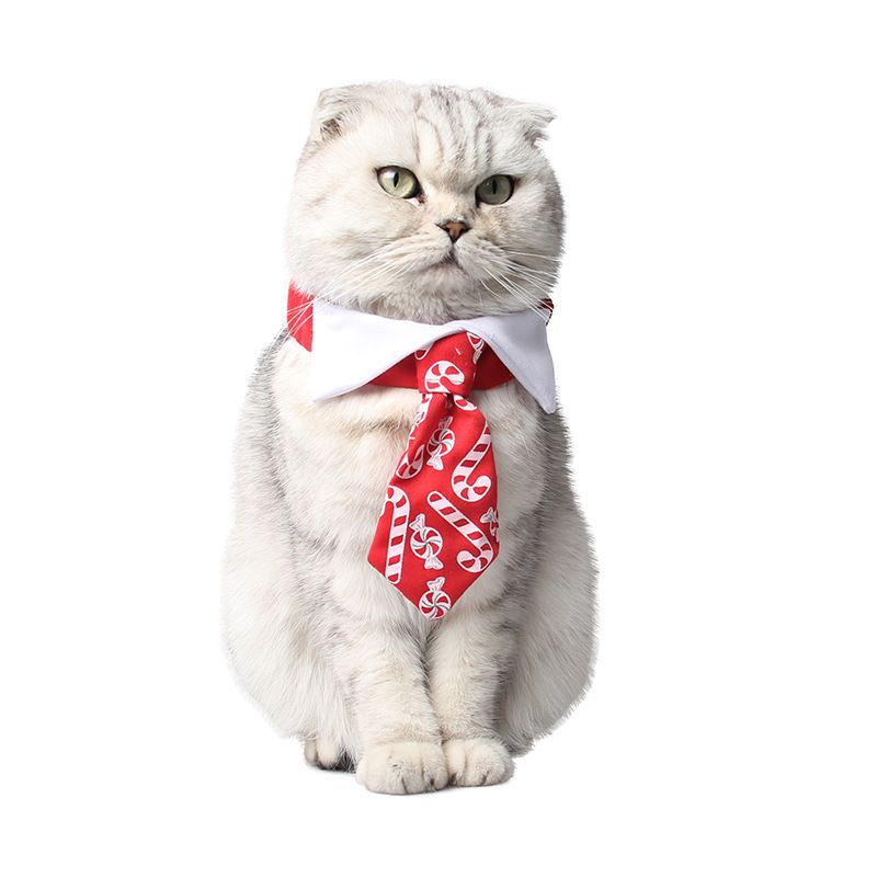 cat christmas bow tie