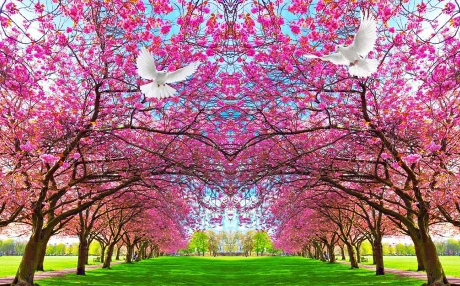 sala de estar moderna fondos de pantalla flor de cerezo, flor de durazno, paloma de la sala de estar moderna fondos de pantalla flor de cerezo, flor de durazno, paloma de la