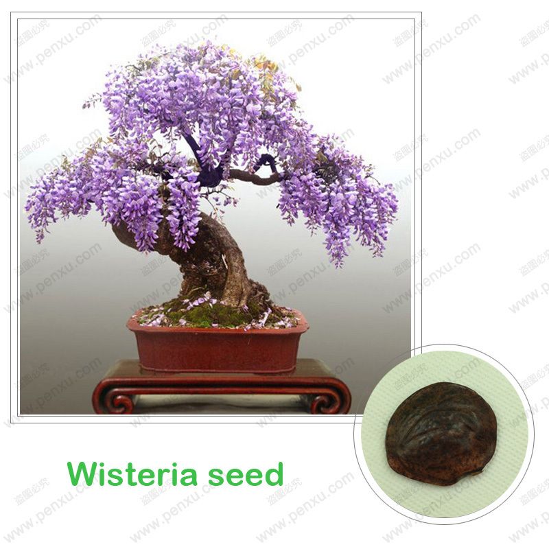 How To Grow A Wisteria Bonsai Tree From Seed - bonsai tree How To Grow A Wisteria Bonsai Tree From Seed - bonsai tree