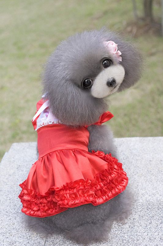 female dog dresses