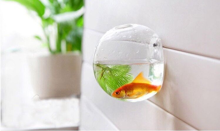 compre 10cm borrar vidrio floreros terrario planta de aire de pared que cuelga jarrones de cristal de la boda piezas centrales jarrones de decoracin de la - Jarrones De Cristal compre 10cm borrar vidrio floreros terrario planta de aire de pared que cuelga jarrones de cristal de la boda piezas centrales jarrones de decoracin de la - Jarrones De Cristal