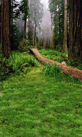 2019 Green Forests Trees Scenic Outdoor Wedding Photography Studio 2019 Green Forests Trees Scenic Outdoor Wedding Photography Studio Vinyl Cloth Background 5x7ft Printed Lighting Photo Backdrops From Juhuashuan