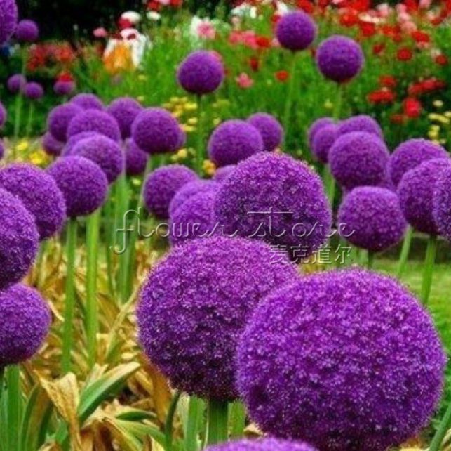2021 20 GIANT ALLIUM GLOBEMASTER Allium Giganteum Flower