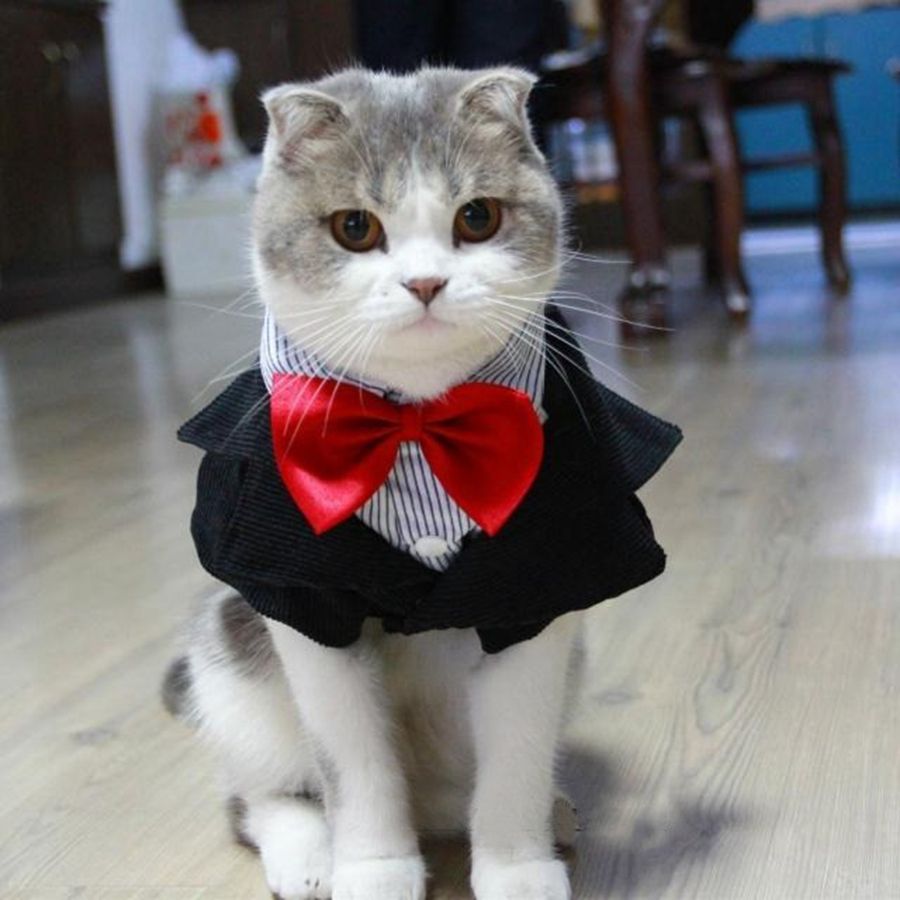 Cute Cat Clothes Cute Cat Clothes