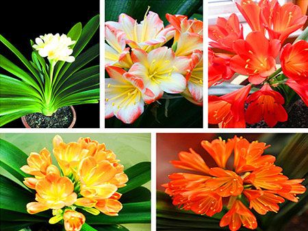 Acheter Bonsaï Graines De Clivia, Graines De Fleurs Rares Arc En Ciel Clivia, Plantes En Pot Dédié Rebord De Fenêtre De $12.07 Du A789789