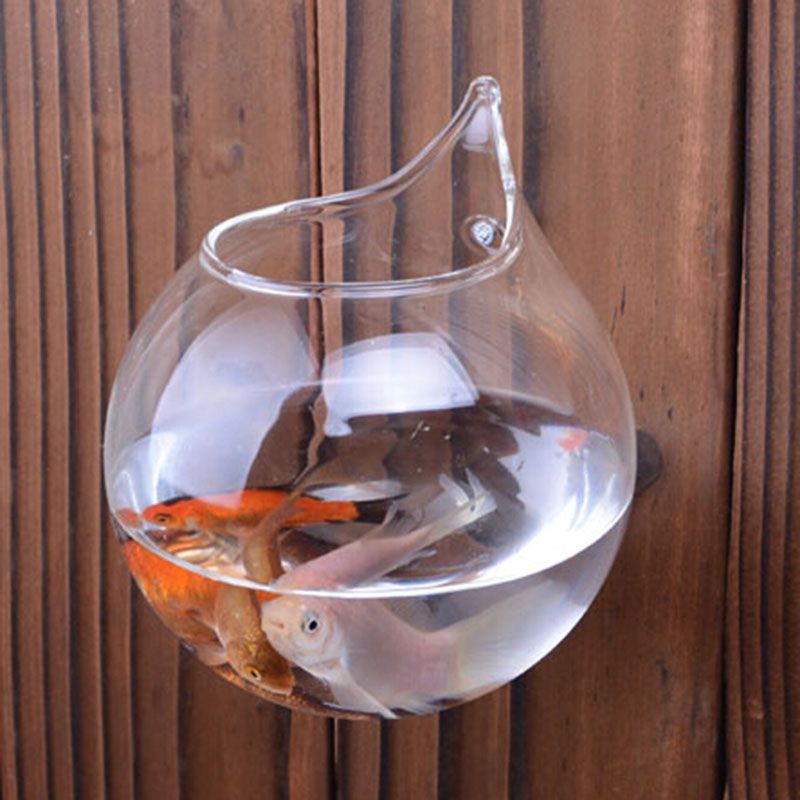 compre jarrones de cristal moderno decoracin del hogar jarrones de cristal baratos jarrones de acuario tanque de pared con clavo o cuerda dimetro10cm - Jarrones De Cristal compre jarrones de cristal moderno decoracin del hogar jarrones de cristal baratos jarrones de acuario tanque de pared con clavo o cuerda dimetro10cm - Jarrones De Cristal