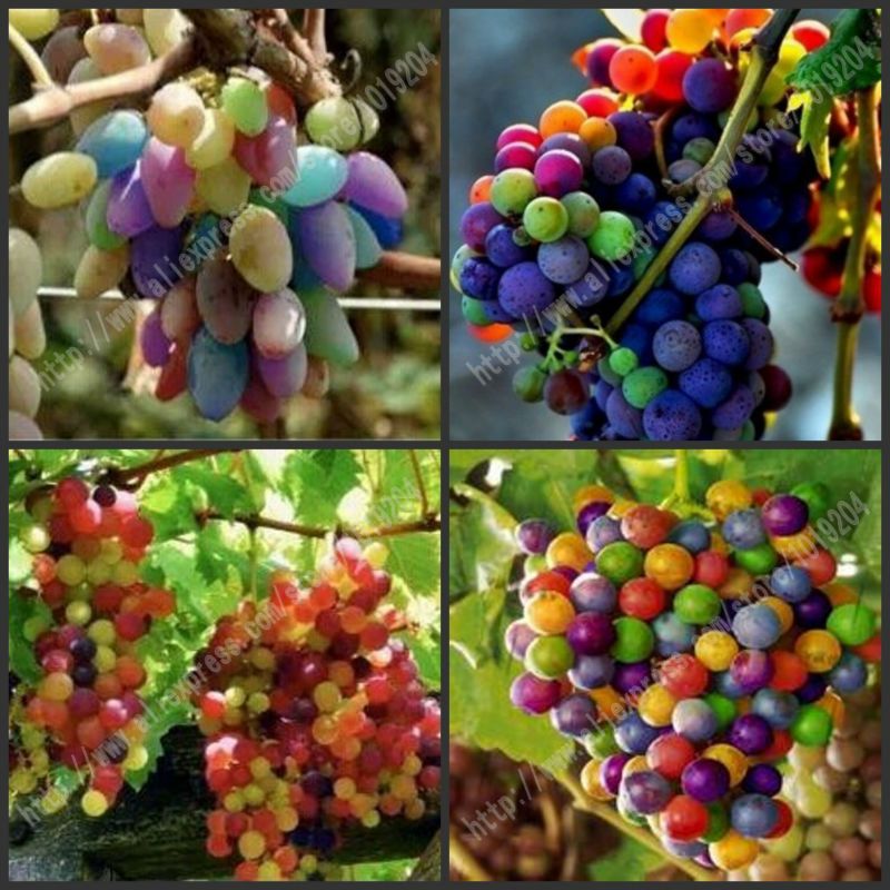 40cp imported rainbow grape