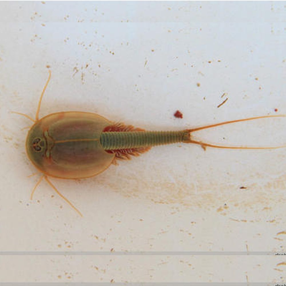 sea monkey eggs only sea monkey eggs only