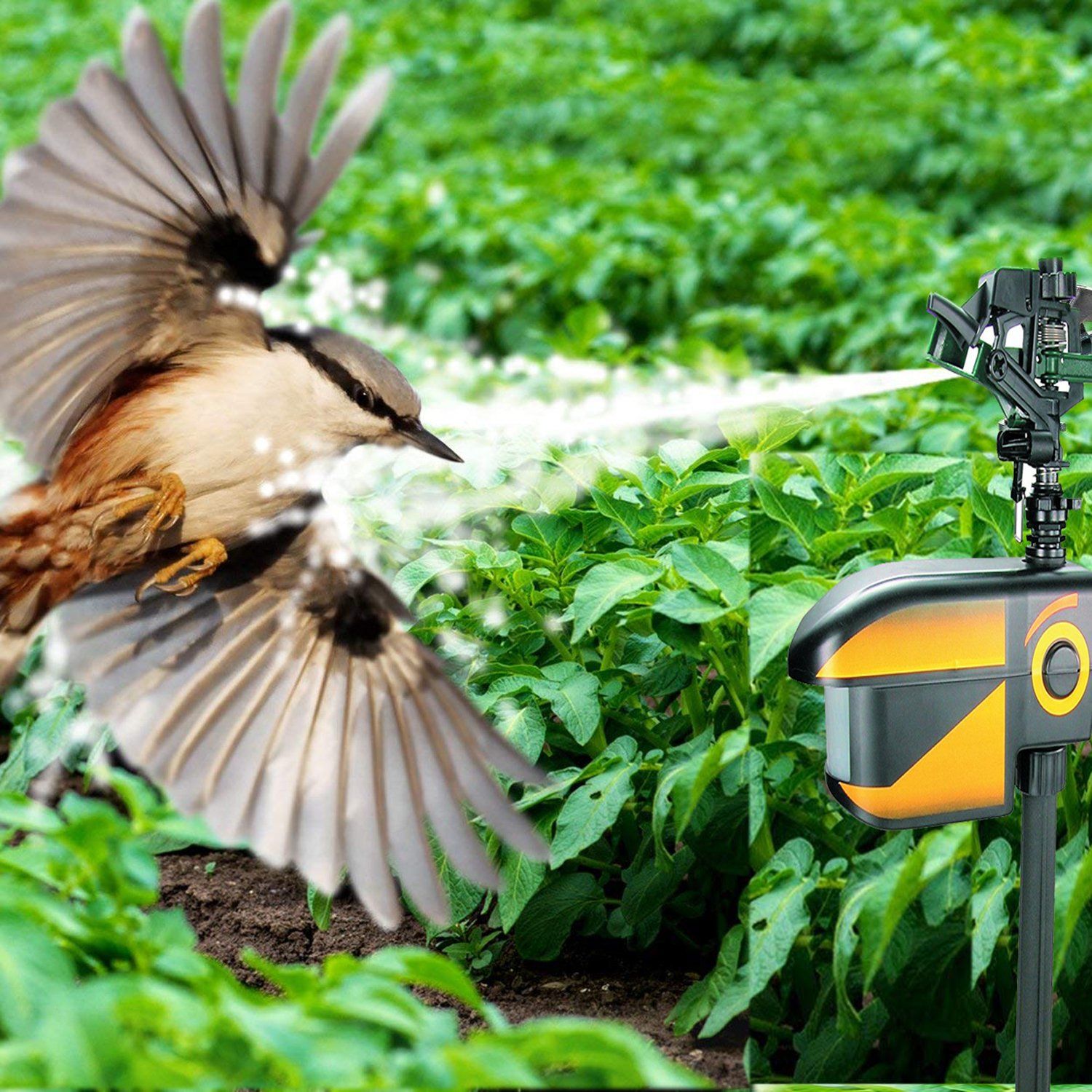 Pest Control Squirrels In Garden Pest Control