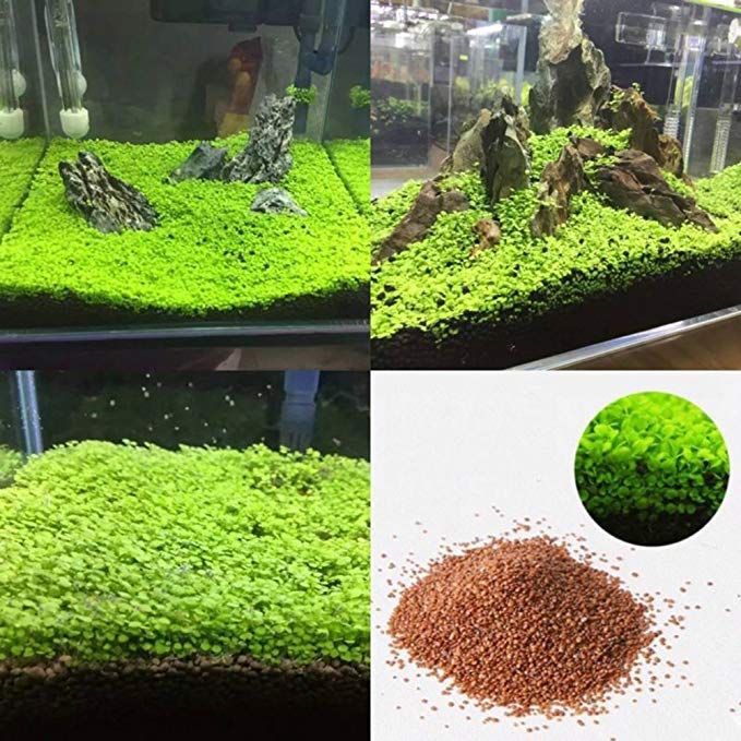 2021 Wholesale Garden Fish Tank Aquarium Plant Seeds