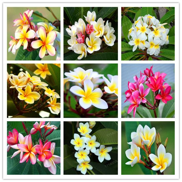 2021 / Bag Plumeria Potted Bonsai Frangipani Hawaiian Lei