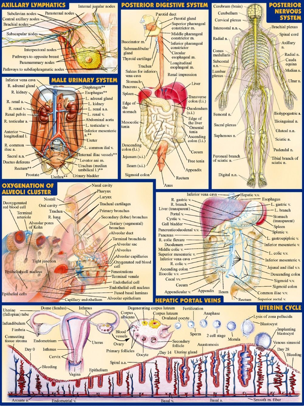 Human Anatomy Chart Male : Body Organs Diagram | Template Business