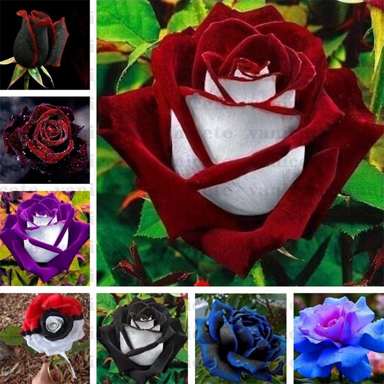 2021 Garden Supplies Black Rose Seeds With Red Edge, Rare Color Popular