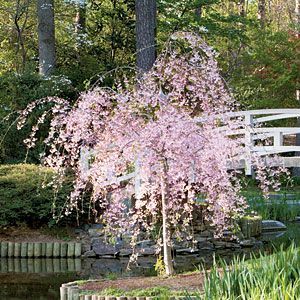 2018 20 Pink Fountain Weeping Cherry TreeDiy Home Garden Dwarf TreeEverybody Wants It Ss119 From Flowerstory 207 2018 20 Pink Fountain Weeping Cherry TreeDiy Home Garden Dwarf TreeEverybody Wants It Ss119 From Flowerstory 207