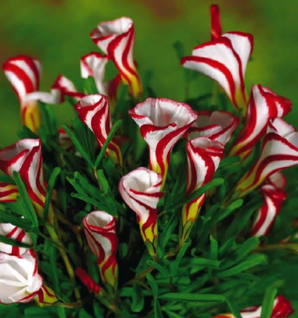 2019 oxalis versicolor flowers