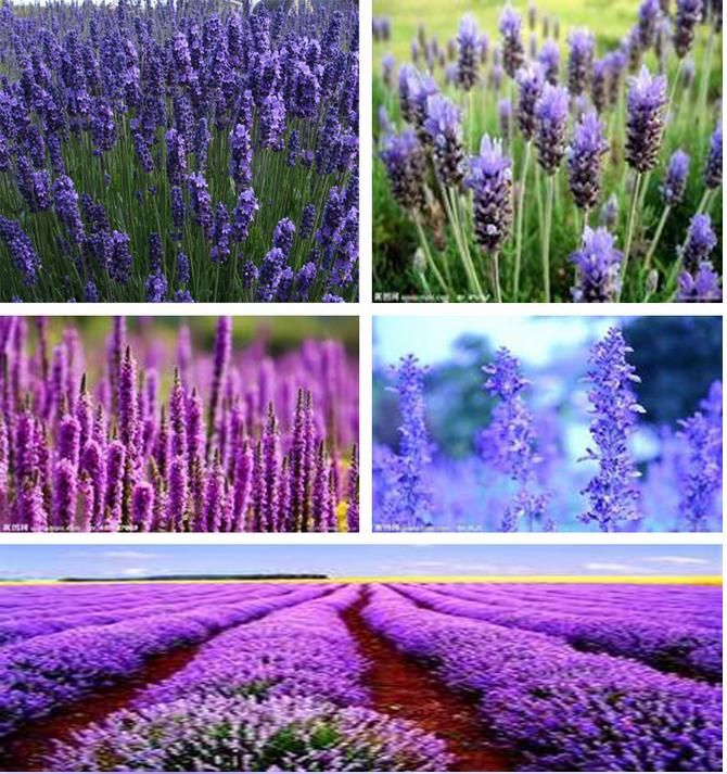 2021 Low Price True Lavnder Vera Lavender Augustifolia