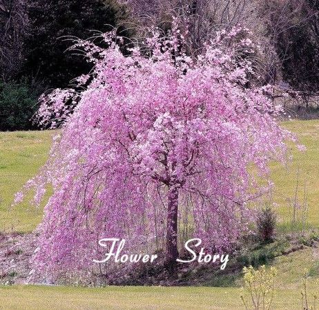 20 الوردي نافورة يبكي شجرة الكرز بذور Diy الرئيسية حديقة بذور شجرة