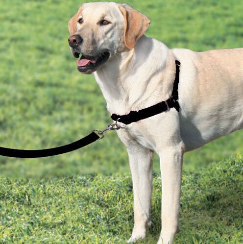front lead harness wholesale walk easy front lead harness no pull harness for dogs attaching strong front lead harness wholesale walk easy front lead harness no pull harness for dogs attaching strong