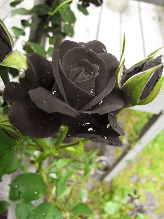 2021 400 Seeds China Rare Black Rose Flower To Lover ITEM