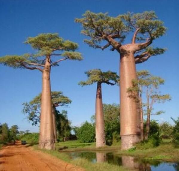 Acheter Jardin Plante Veritable 10 Pieces De Baobab Rares De Haute Qualite Graines De Plantes Tropicales Graines Darbres Livraison Gratuite Home Garden Bonsai De 1 16 Du Shujuan19 Fr Dhgate Com Acheter Jardin Plante Veritable 10 Pieces De Baobab Rares De Haute Qualite Graines De Plantes Tropicales Graines Darbres Livraison Gratuite Home Garden Bonsai De 1 16 Du Shujuan19 Fr Dhgate Com
