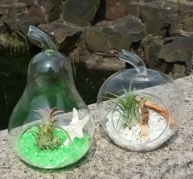 Apple And Pear Shape Glass Succulent Planter Terrarium Set,Air Planter