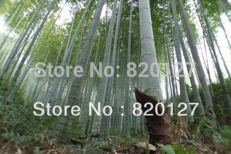 giant bamboo moso giant bamboo moso