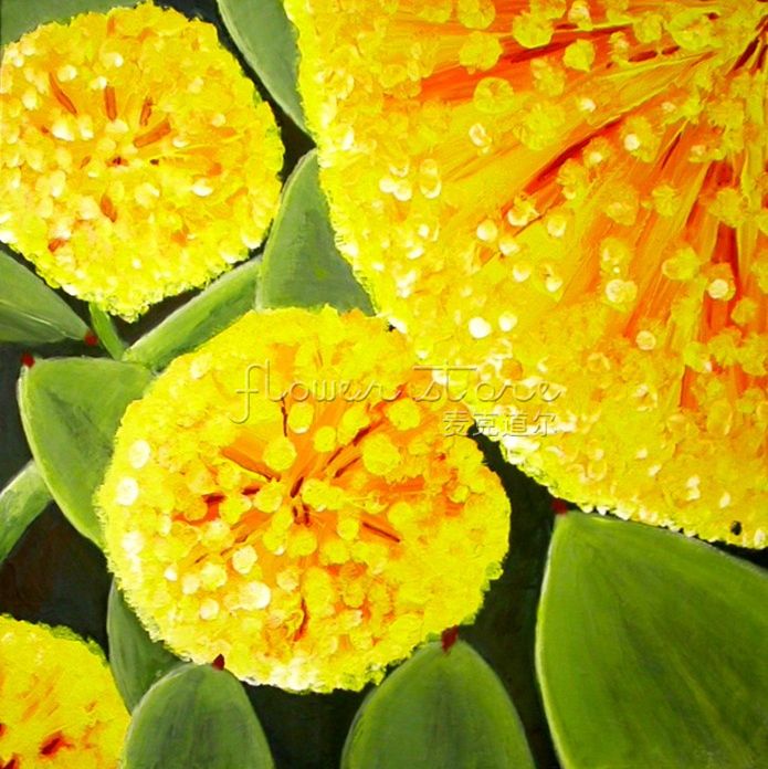 Bshopy 20pcs Graines de mimosa dor de jardin acacia Plant/és baileyana jaune de fleurs Graines arbre