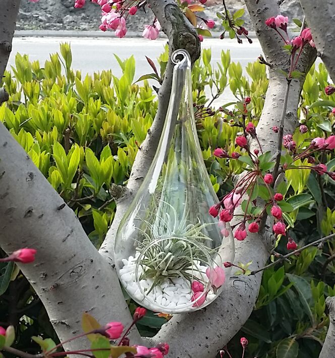 Dia 9cm X H 18cm Teardrop Glass Plant Terrariums Hanging 10cm