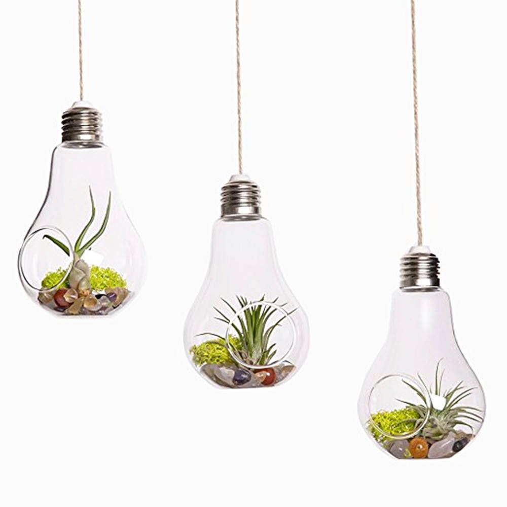 Großhandel Pack Von 3 Glühbirne Glas Terrarien Luft Pflanzen Halter
