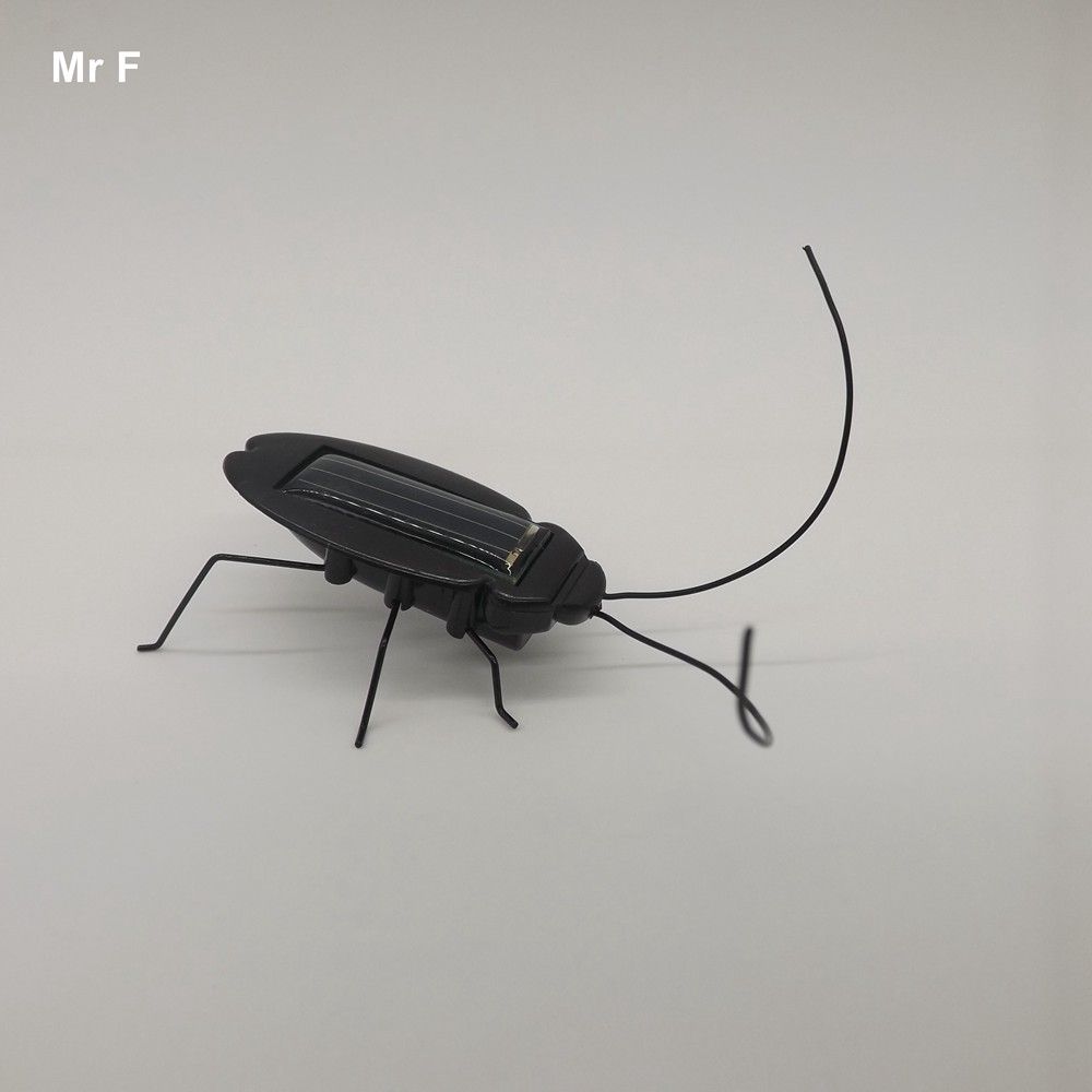 fate of a cockroach