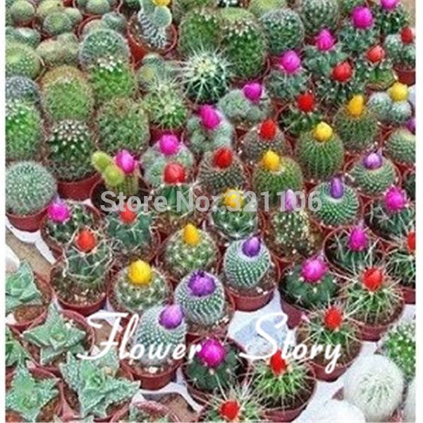 10 Cactus Seeds, Original Package, Hardy Succulent Perennial Plant