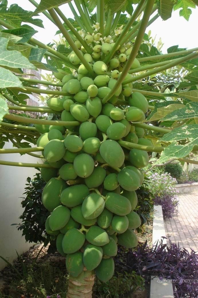 2020 50 Seeds Fresh Chinese Carica Papaya Pawpaw Sweet Fruit Seeds From