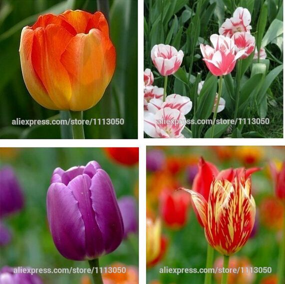 2020 Tulip, Tulip Seeds, Potted Indoor And Outdoor Potted Plants Purify