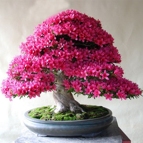/Bag Rare Bonsai 12 Varieties Azalea Seeds Diy Home ...
