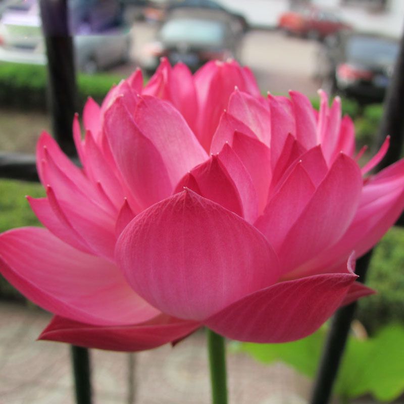 2019 Hot Sale Red Bowl Lotus Seeds Balcony Patio Garden
