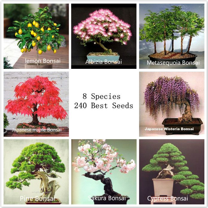 2020 8 Kinds Bonsai Tree Seeds 240 Seeds Perfect Diy Home Garden