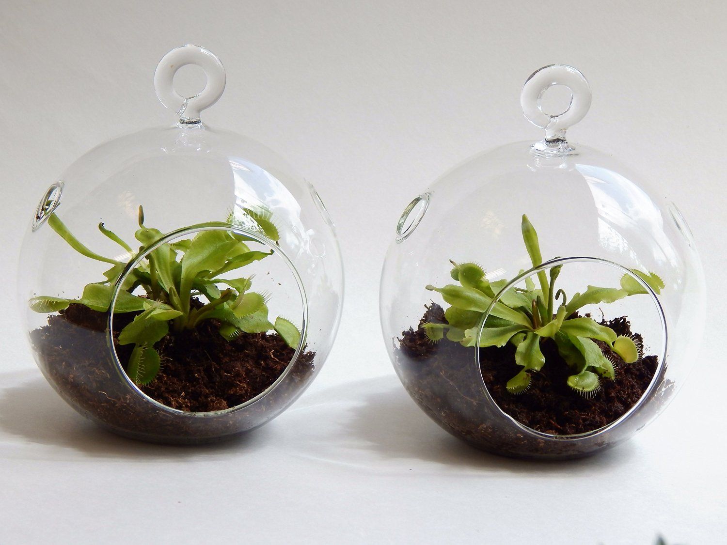 Air Plant Orb Terrarium Kit 4 5 Inches 6 Diy Garden Planter With Air Plant Orb Terrarium Kit 4 5 Inches 6 Diy Garden Planter With Moss Succulent Green Gifts For Friends Airplant Glass Vase
