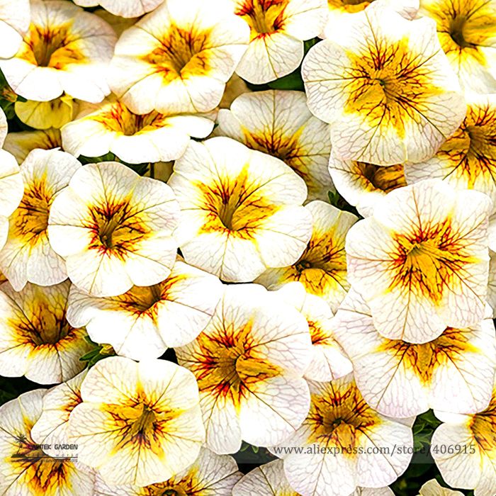 Download 2020 Rare Superbells Frostfire Calibrachoa Petunia Annual ...