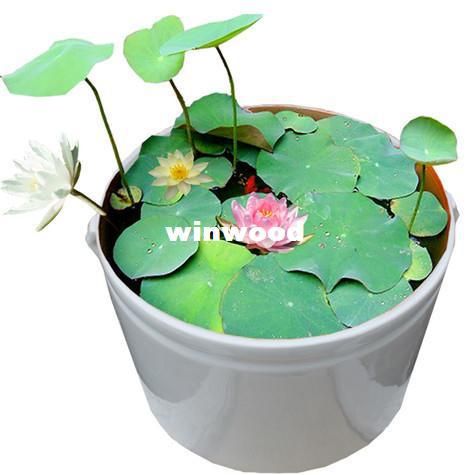 2019 bowl lotus flower