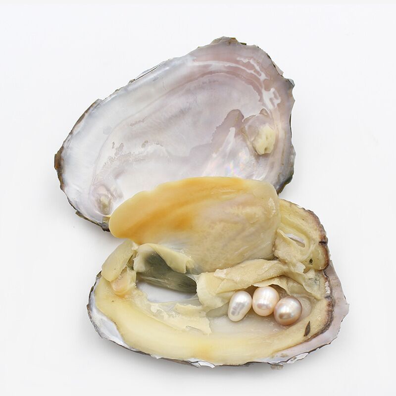 Akoya Oysters with 67mm Natural Color Oval Pearls Freshwater Rice