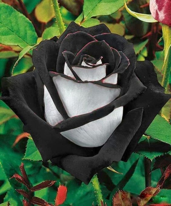 2017 ombre black red and white rose flower seeds *100 seeds 2017 ombre black red and white rose flower seeds *100 seeds