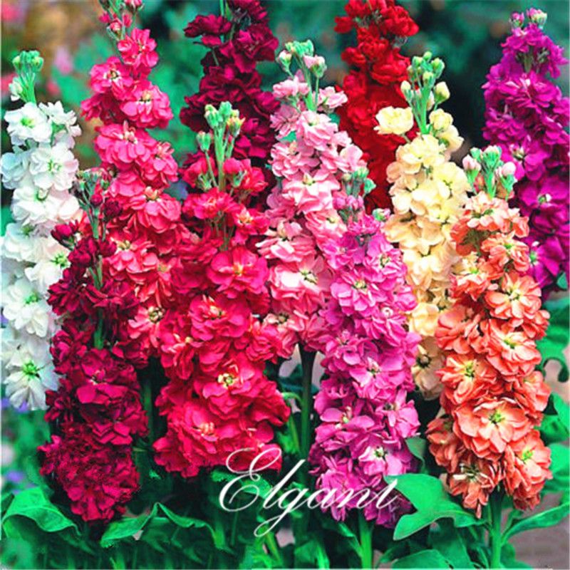 2019 Matthiola Incana Mixed Color Stock Flower 200 Seeds ...