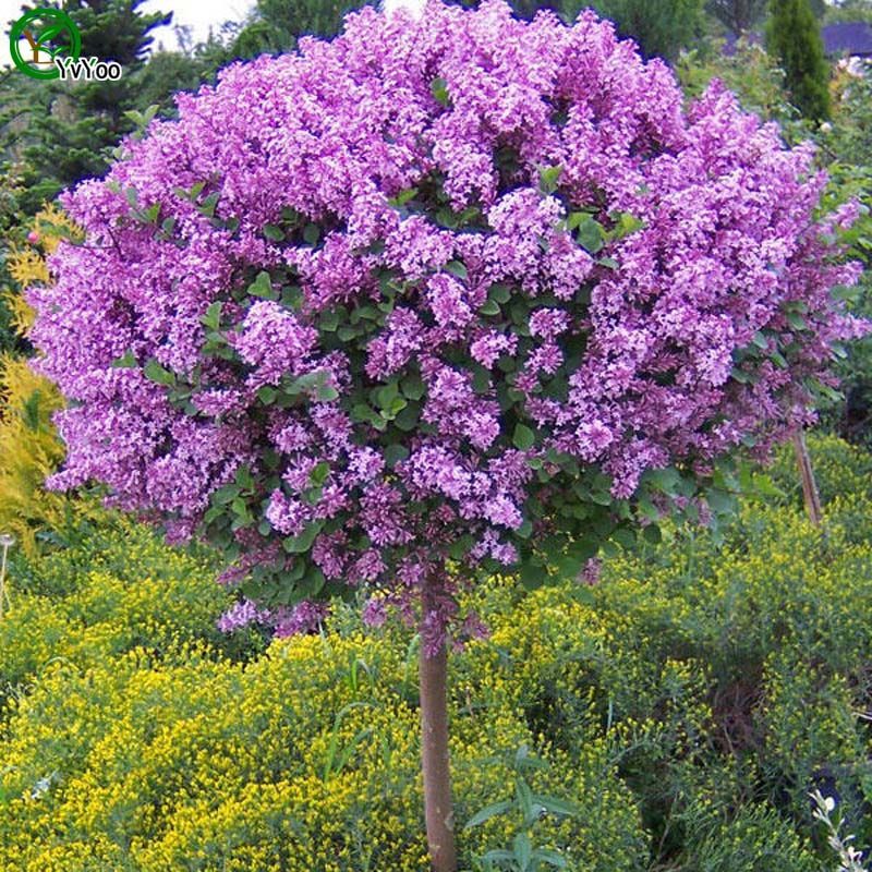 Lilac Seeds Chinese Bonsai Tree Seeds This is 100% True ...