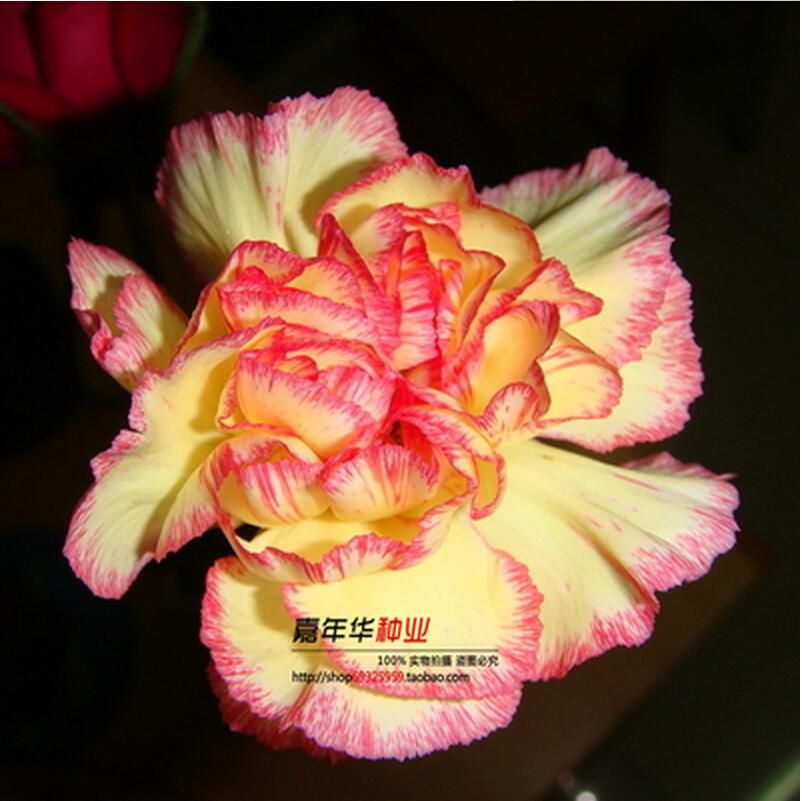 2021 2016 Carnation Seeds Enfant Nice 100 Kinds Of