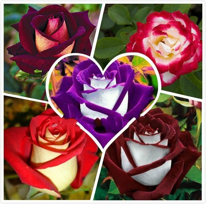 2021 50 Seeds Rare Holland Rainbow Rose Seed Flowers Lover Colorful