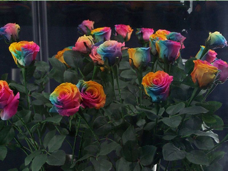 2020 Sale Rainbow Rose Seeds <em>100 Seeds Package</em> Rainbow