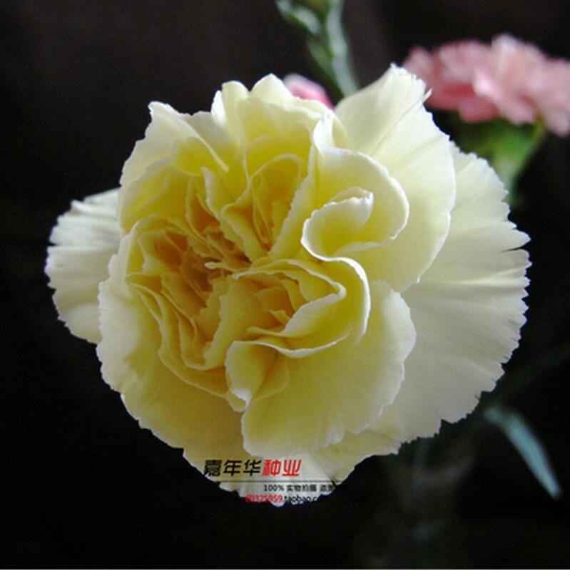 2021 2016 Carnation Seeds Enfant Nice 100 Kinds Of