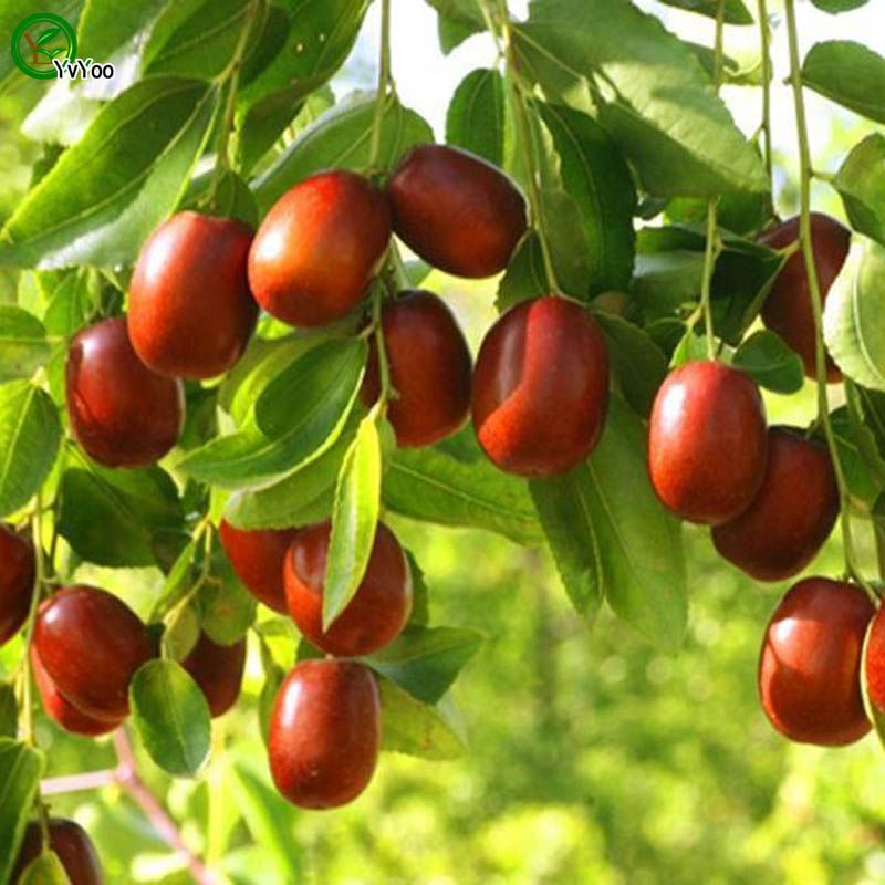 jujube seeds for sale