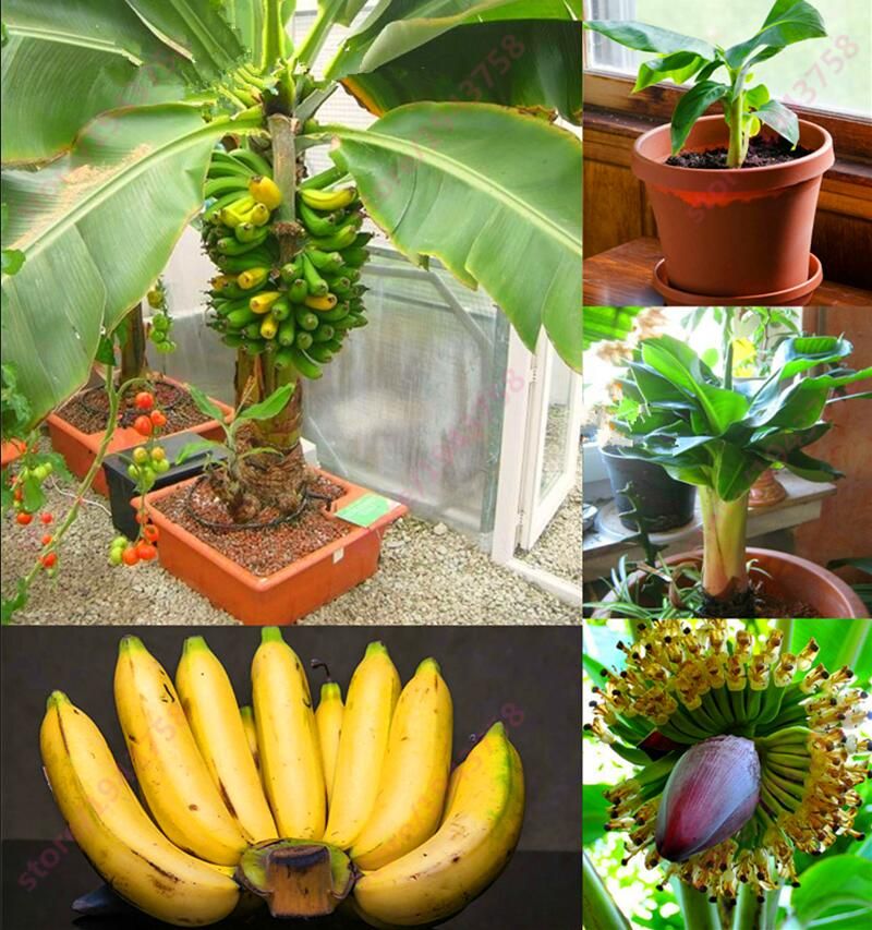 2019 500 Seeds/Bag Banana Seeds,Dwarf Fruit Trees,Milk Taste,Outdoor Perennial Fruit Seeds For ...